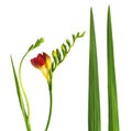 Set of fresh red freesia flower, leaves and buds Royalty Free Stock Photo