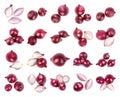 Set of fresh red onions on white background Royalty Free Stock Photo