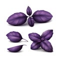 Set of Fresh Red Purple Basil Leaves