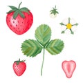 Set of fresh red strawberries and green leaves isolated on white background.Stock watercolor illustration with bright Royalty Free Stock Photo