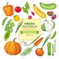Set of fresh, ripe, delicious vegetables for your design. Colorful collection of isolated vegetarian food from the garden