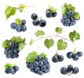 Set of fresh ripe grapes and leaves on white Royalty Free Stock Photo