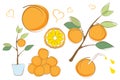 Set of fresh ripe oranges with leaves, orange tree in pot. Abstract fruit. Outline doodle, cartoon flat style Royalty Free Stock Photo