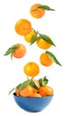 Set of fresh ripe tangerines falling into bowl on white background Royalty Free Stock Photo