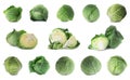 Set of fresh Savoy cabbages on background Royalty Free Stock Photo