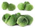 Set with fresh savoy cabbages Royalty Free Stock Photo