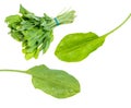 Set of fresh sorrel bundle and leaves cut out Royalty Free Stock Photo