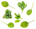 Set of fresh spinach bundle and leaves cut out
