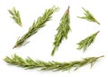 Set of fresh sprigs of rosemary on a white background, isolated. Top view