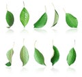 Set of fresh spring green leaves close-up isolated on a white background Royalty Free Stock Photo