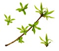 Set of fresh spring leaves and a twig