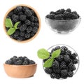 Set with fresh tasty blackberries in bowls Royalty Free Stock Photo