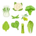 Set of fresh vegetables, cabbage, cauliflower, olives, chinese cabbage, fennel, peas, broccoli, asparagus, spinach and artichoke,