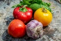 Set of fresh wet vegetables: red and yellow tomato, green cucumber, head of garlic, peppers and peppers lie on the woody Royalty Free Stock Photo