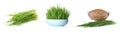 Set with fresh wheat grass on background. Banner design Royalty Free Stock Photo