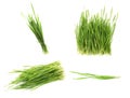Set with fresh wheat grass on background Royalty Free Stock Photo