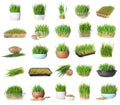 Set with fresh wheat grass on background Royalty Free Stock Photo