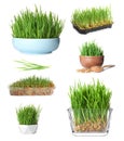 Set with fresh wheat grass on background Royalty Free Stock Photo
