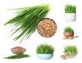Set with fresh wheat grass on background Royalty Free Stock Photo