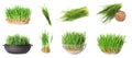 Set with fresh wheat grass on background. Banner design Royalty Free Stock Photo