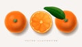 Set of fresh whole, cut slice and leaves orange fruit isolated on white background. Tangerine. Organic fruit, realistic Royalty Free Stock Photo