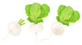 Set of fresh whole white turnip isolated on a white background Royalty Free Stock Photo