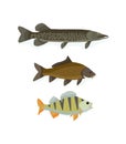 Set of freshwater fish: perch, carp, pike. Popular color fish. Royalty Free Stock Photo