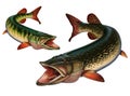 Set of freshwater predatory fish grass pike and northern pike.