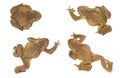 Set of frog animals isolated Royalty Free Stock Photo