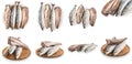 Set frozen fish isolated on white background with clipping path. The fish is laid out in groups of four. Set of assorted fresh, Royalty Free Stock Photo