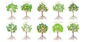 Set of fruit trees with roots on a white background. Royalty Free Stock Photo