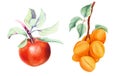 Set of fruits: apple and apricots