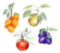 Set of fruits: apricot, pear, apple and plums Royalty Free Stock Photo