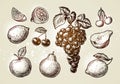 Set fruits sketch. Hand-drawn elements such as grape, lemon, cherry, pear, apple. Vector illustration Royalty Free Stock Photo