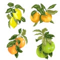 Set with fruits in vector such as lime, lemon, orange, pomelo and grapefruit in graphic illustration Royalty Free Stock Photo