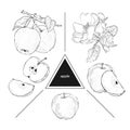 Set of fruits: whole apples, half apple and a slice of apple. Blooming apple trees. Vintage style. Hand drawn sketch on white back