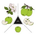 Set of fruits: whole apples, half apple and a slice of apple. Blooming apple trees. Vintage style. Hand drawn sketch on white back
