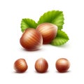 Set of Full Unpeeled Hazelnuts with Leaves