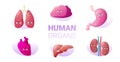 Set funny anatomical mascot kidneys lungs brain stomach heart liver characters cute human body internal organs