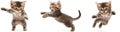 A set of funny cats jumping and playing against a white background Royalty Free Stock Photo