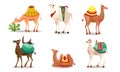 Set of funny cute camels with colorful blankets vector illustration