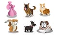 Set of funny cute various dogs breeds vector illustration Royalty Free Stock Photo