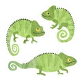 Set of funny watercolor chameleons. Vector lizards