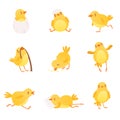 Set of funny yellow chicken in various situations. Cartoon character of little farm bird. Isolated flat vector design