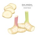 Set of Galangal Vegetable Slices. Organic and healthy food isolated element Vector illustration.