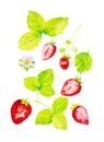 A set of garden strawberries and whole slices, flowers and leaves of strawberries. Watercolor illustration isolated on white