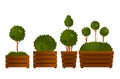 Set garden topiary