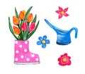 Set of gardening illustrations. Polka dot gumboot filled with a bouquet of beautiful tulips and blue wataring pot.