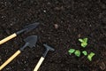 Set gardening tools, rake, shovel and small green leafy plants on black soil ground with copy space