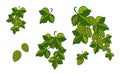 Set; Garland of hops with leaves and cones, isolated. Vector Royalty Free Stock Photo